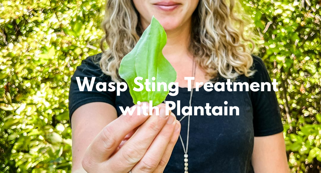 Wasp Sting Treatment with Plantain