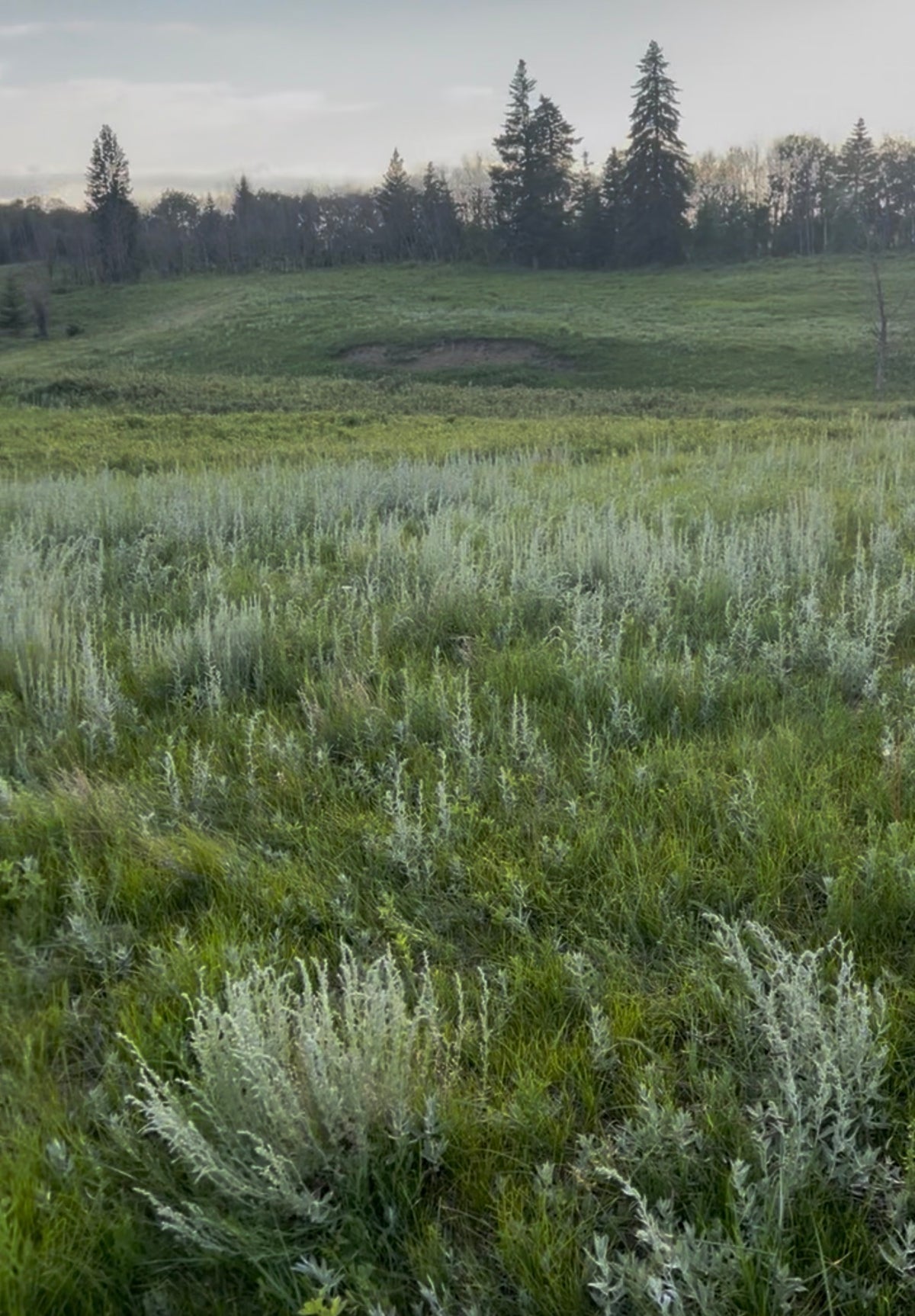 Wild Sage Lotion - Prairie in a Bottle | Available 09/20