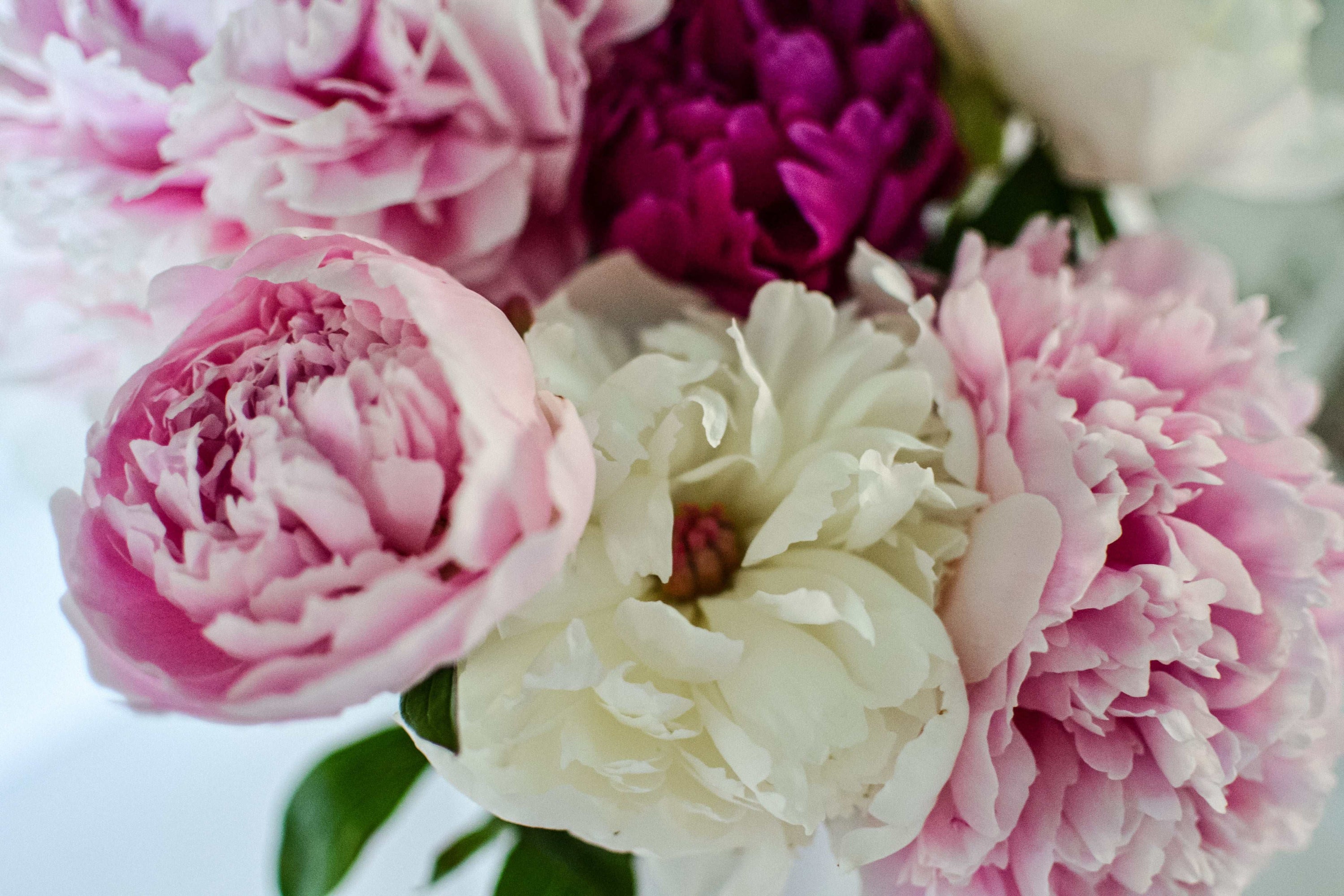 Peony Body Lotion with Bergamot, Geranium & Homegrown Peony