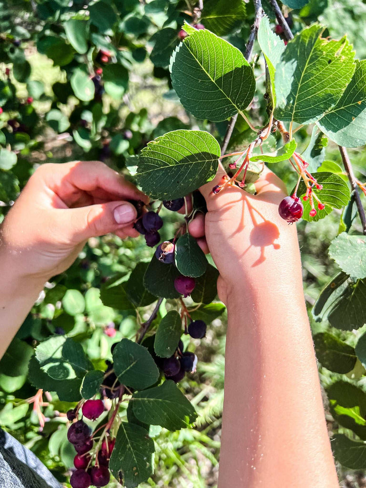 Saskatoon Berry Soap with Orange, Lime and Bergamot