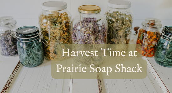 Harvest Time at Prairie Soap Shack
