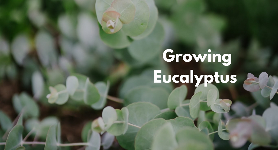 Growing Eucalyptus in a Zone 3 Garden: A Rewarding Challenge