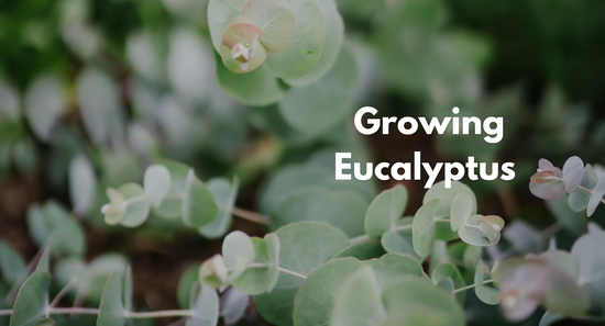 Growing Eucalyptus in a Zone 3 Garden: A Rewarding Challenge