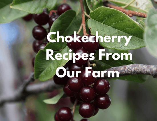 Chokecherry Recipes From Our Farm