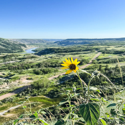Top 5 Places My Family Likes To Visit In Red Deer