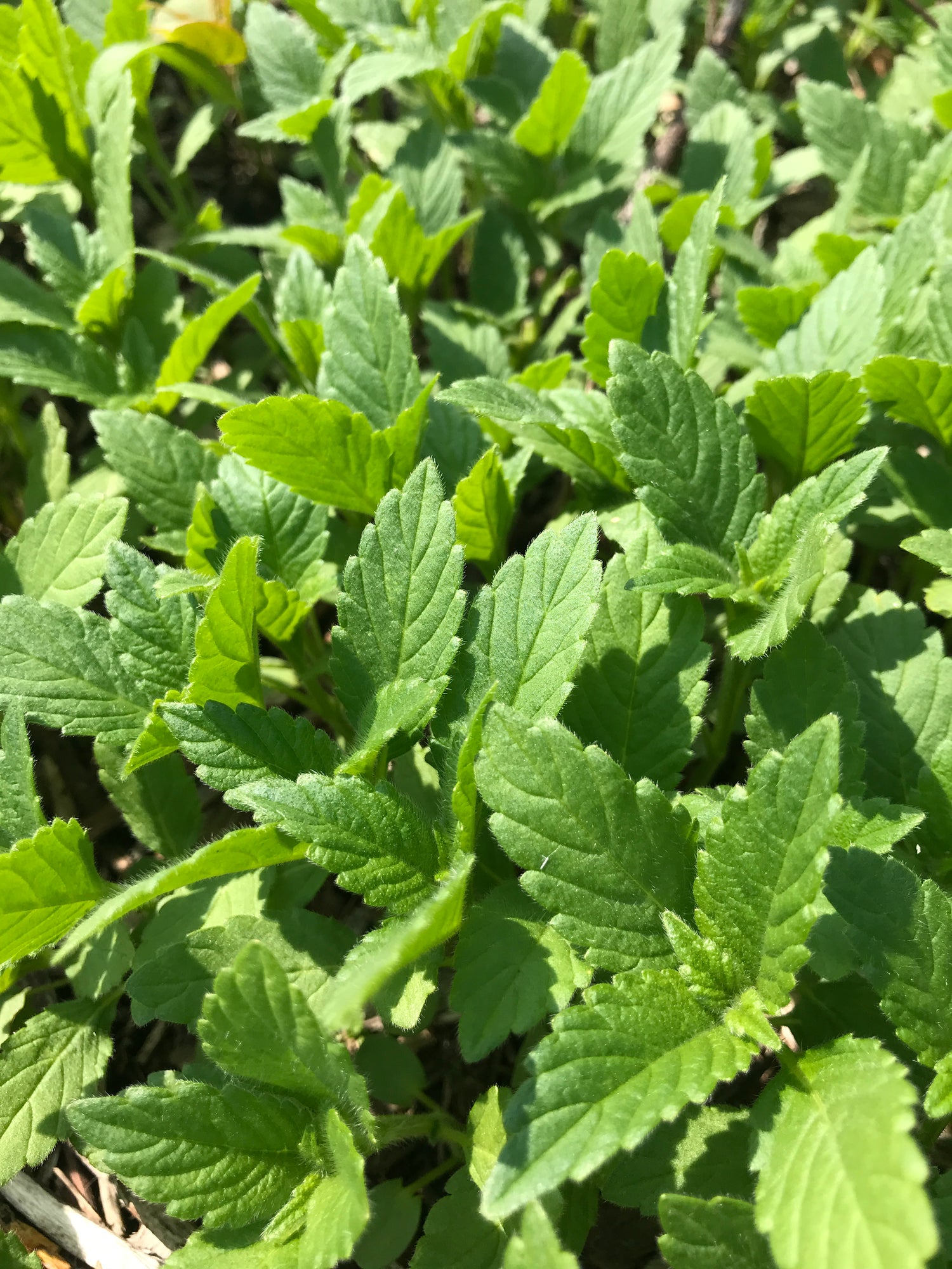 Top 3 Ways to use Stinging Nettle