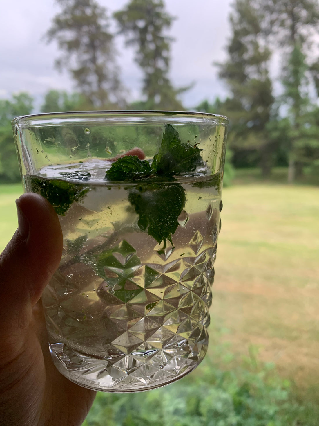 My Herbal Bitters Made A Tasty Mojito