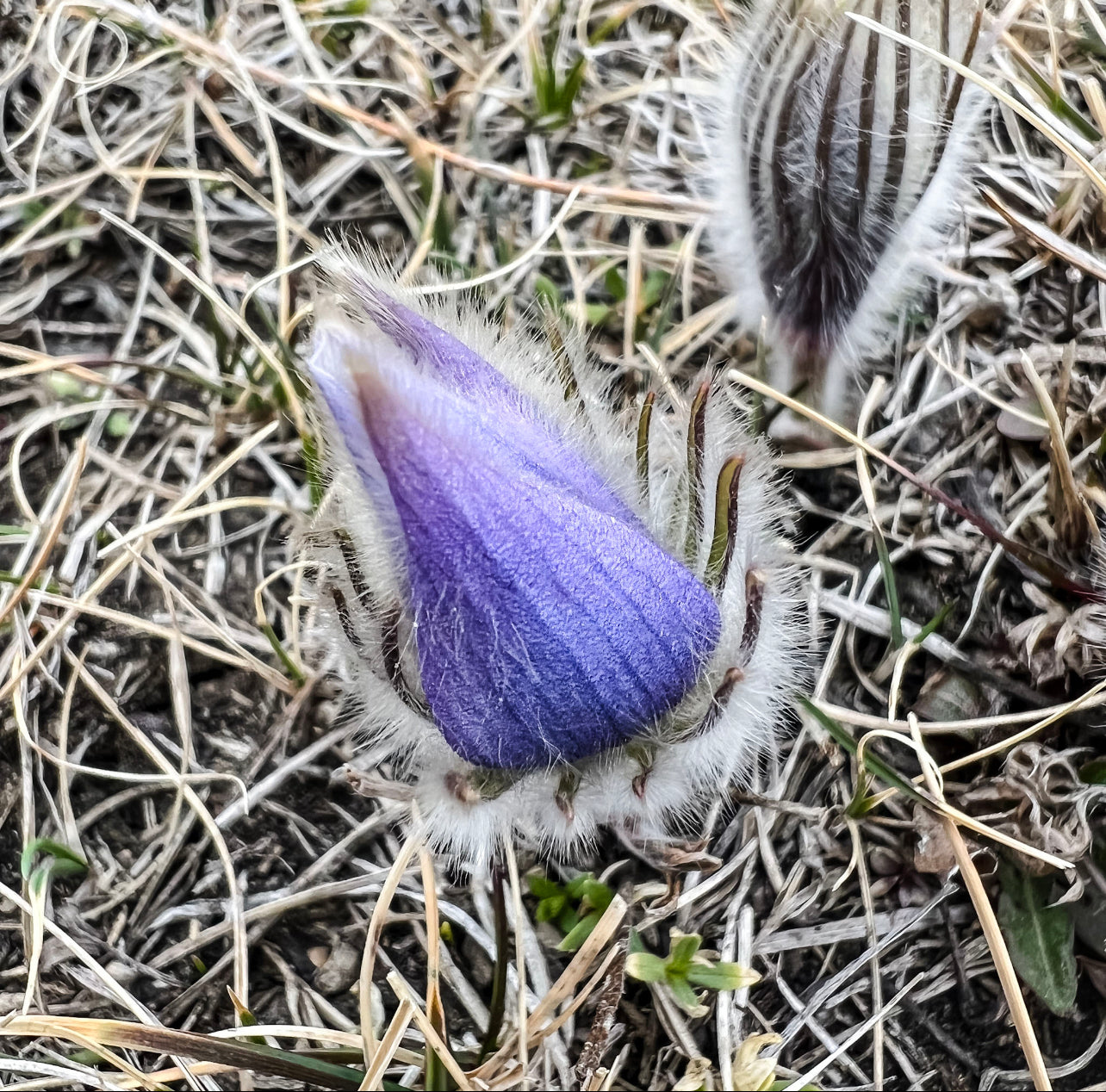 Tale of Crocus' Furry Coat