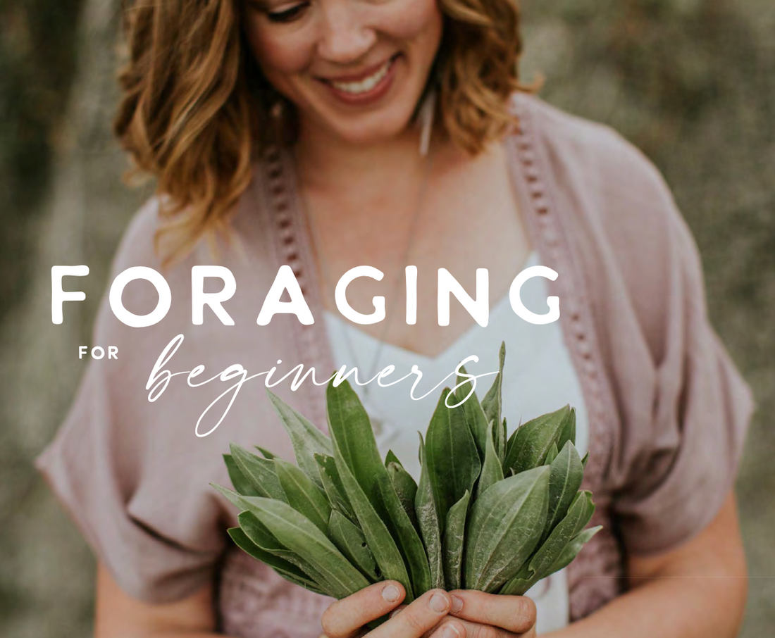 Foraging for Beginners Trailblazher Spring Magazine Article, What to Bring Foraging
