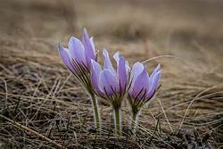 Spring Crocus brings Hope