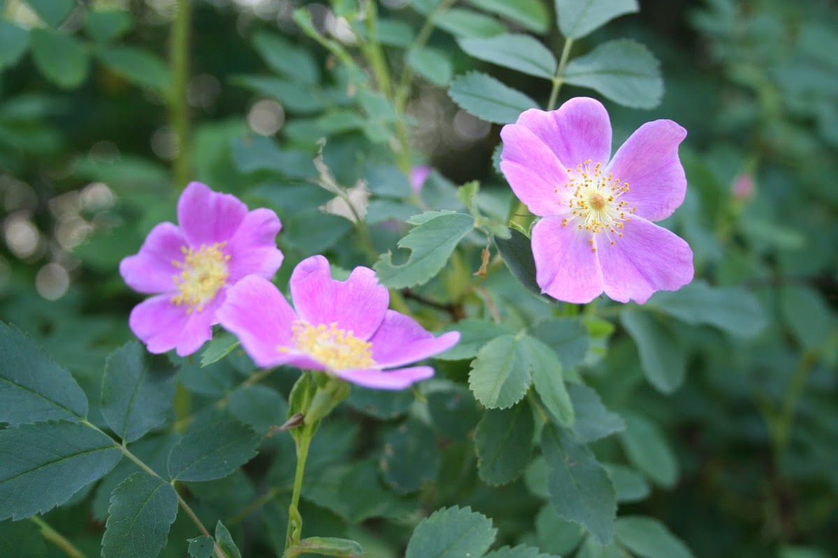 How I use Wild Roses