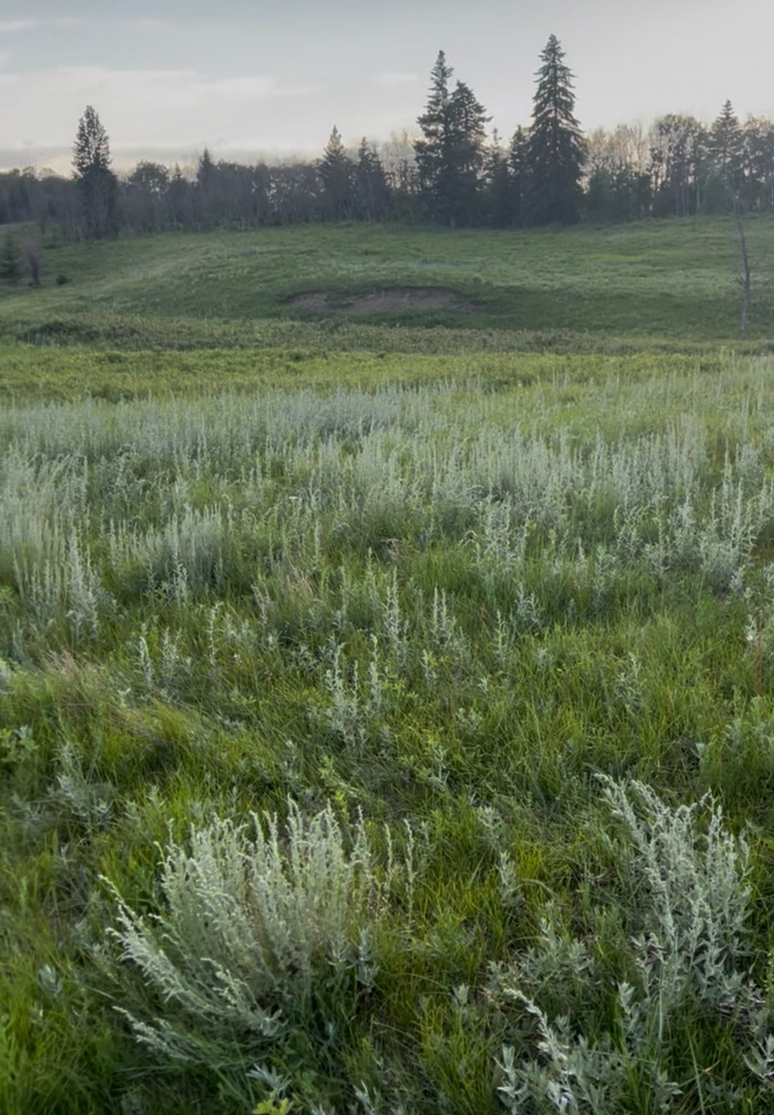 Wild Sage Lotion - Prairie in a Bottle