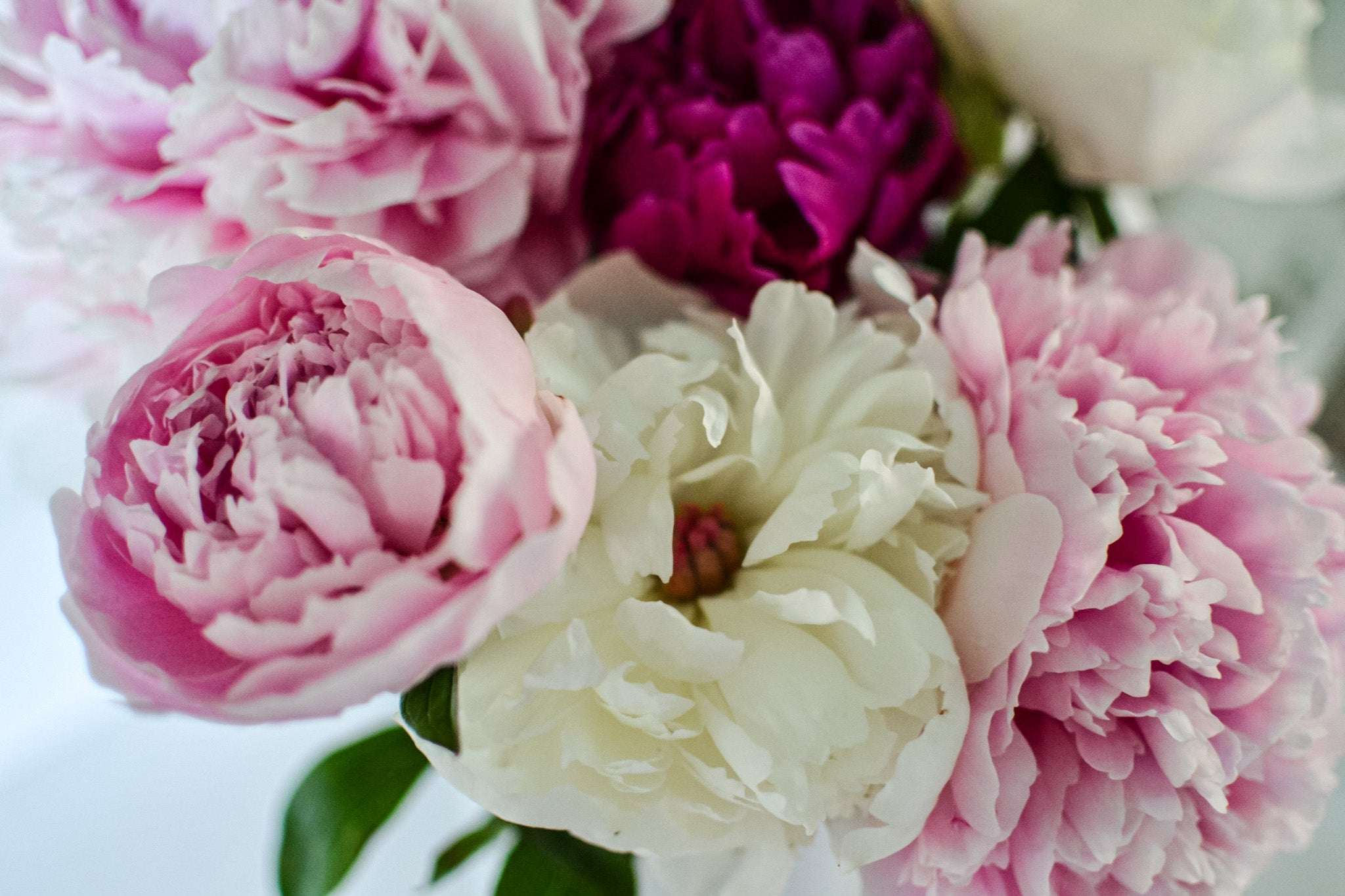 Peony Lip Balm - Infused with Heirloom Peony Petals