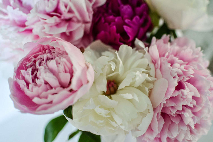 Peony Lip Balm - Infused with Heirloom Peony Petals