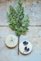 Sweet Pea Soap *Pressed Flower, Basil + Lime*