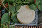 Shampoo Rosemary Mint *Nettle*